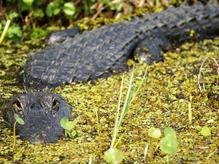 Alligator in milfoil near Daytona Beach, Florida.