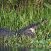 Large Bull Gator Sunning with Mouth Open. Near Daytona Beach, Florida.