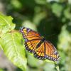 Monarch Butterfly. Airboat tour near Daytona Beach, Deland, Deleon Springs, Florida.