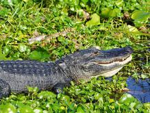 Alligator sunning near Daytona Beach, Florida.