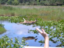Deer jumping creek near Daytona Beach, FL.