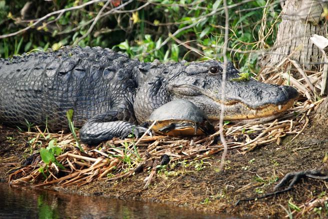 Airboat Rides