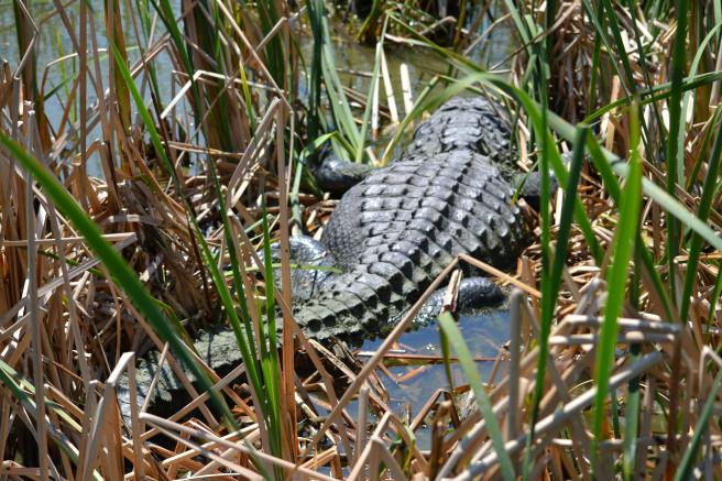 Airboat Rides